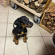 Arya participe au concours pour gagner de l'argent avec cette photo : puppy, dog, black_and_tan, collar, tag, floor_tile, firewood, wood_stack, wicker_basket, indoor, pet, animal, cute, sitting, looking_up, ears, paws, curious, home, cozy