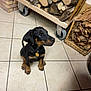 puppy, dog, black_and_tan, collar, tag, floor_tile, firewood, wood_stack, wicker_basket, indoor, pet, animal, cute, sitting, looking_up, ears, paws, curious, home, cozy