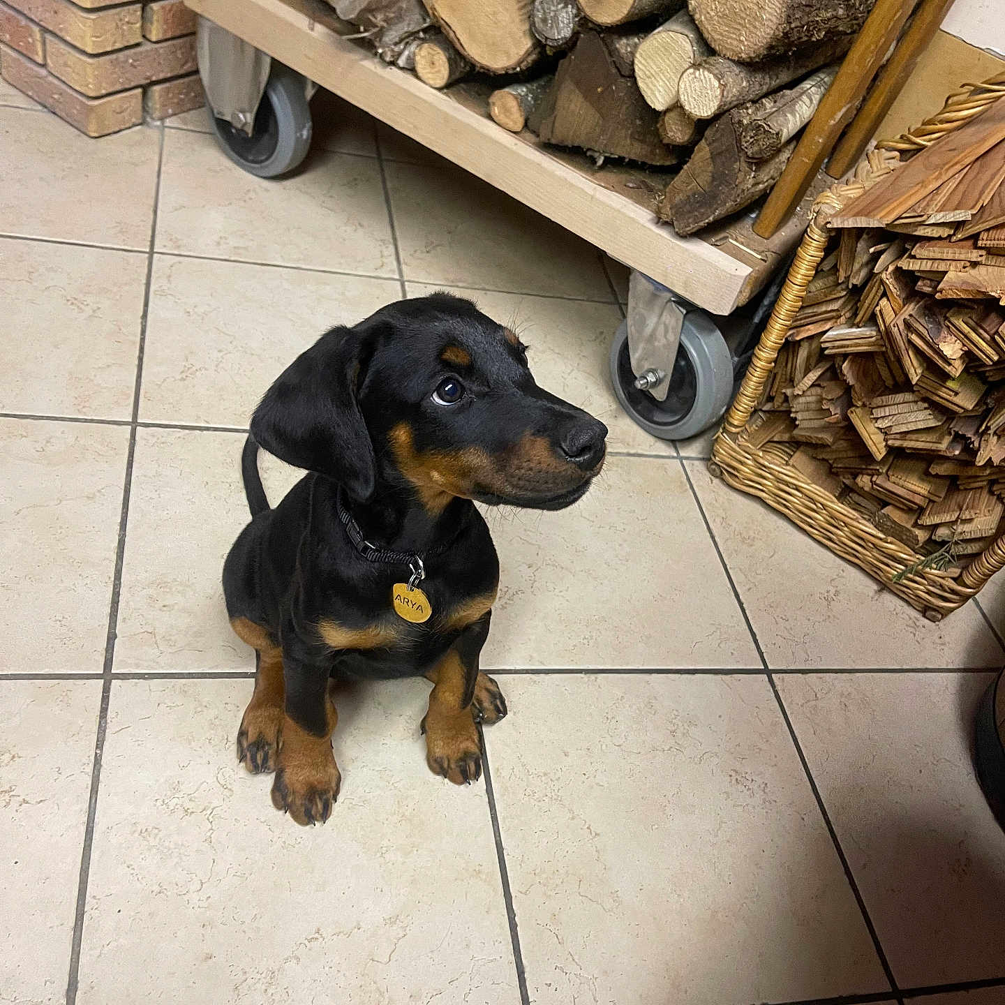 Arya participe au concours pour gagner de l'argent avec cette photo : animal, black_and_tan, collar, cozy, curious, cute, dog, ears, firewood, floor_tile, home, indoor, looking_up, paws, pet, puppy, sitting, tag, wicker_basket, wood_stack