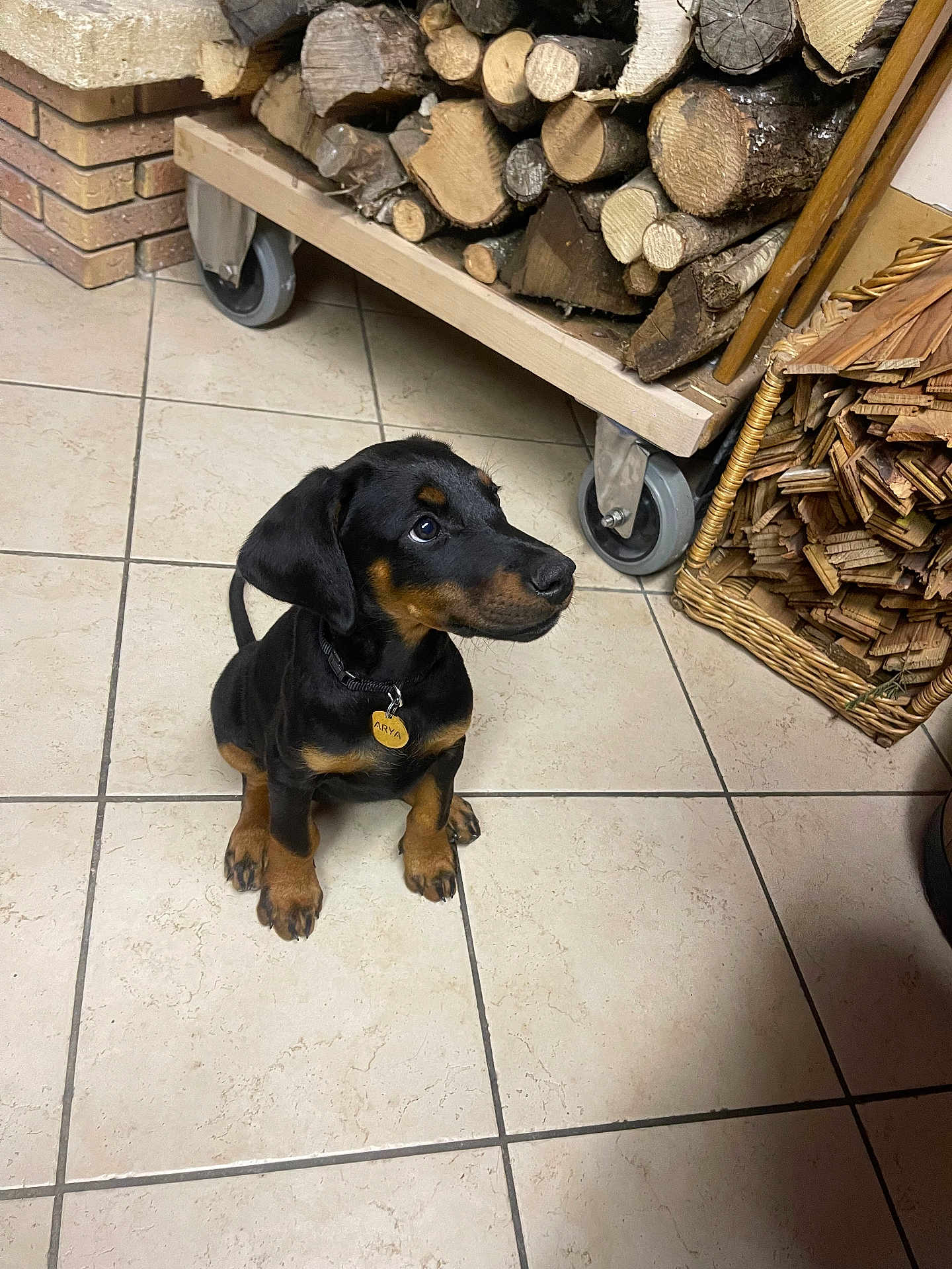 Arya participe au concours pour gagner de l'argent avec cette photo : puppy, dog, black_and_tan, collar, tag, floor_tile, firewood, wood_stack, wicker_basket, indoor, pet, animal, cute, sitting, looking_up, ears, paws, curious, home, cozy