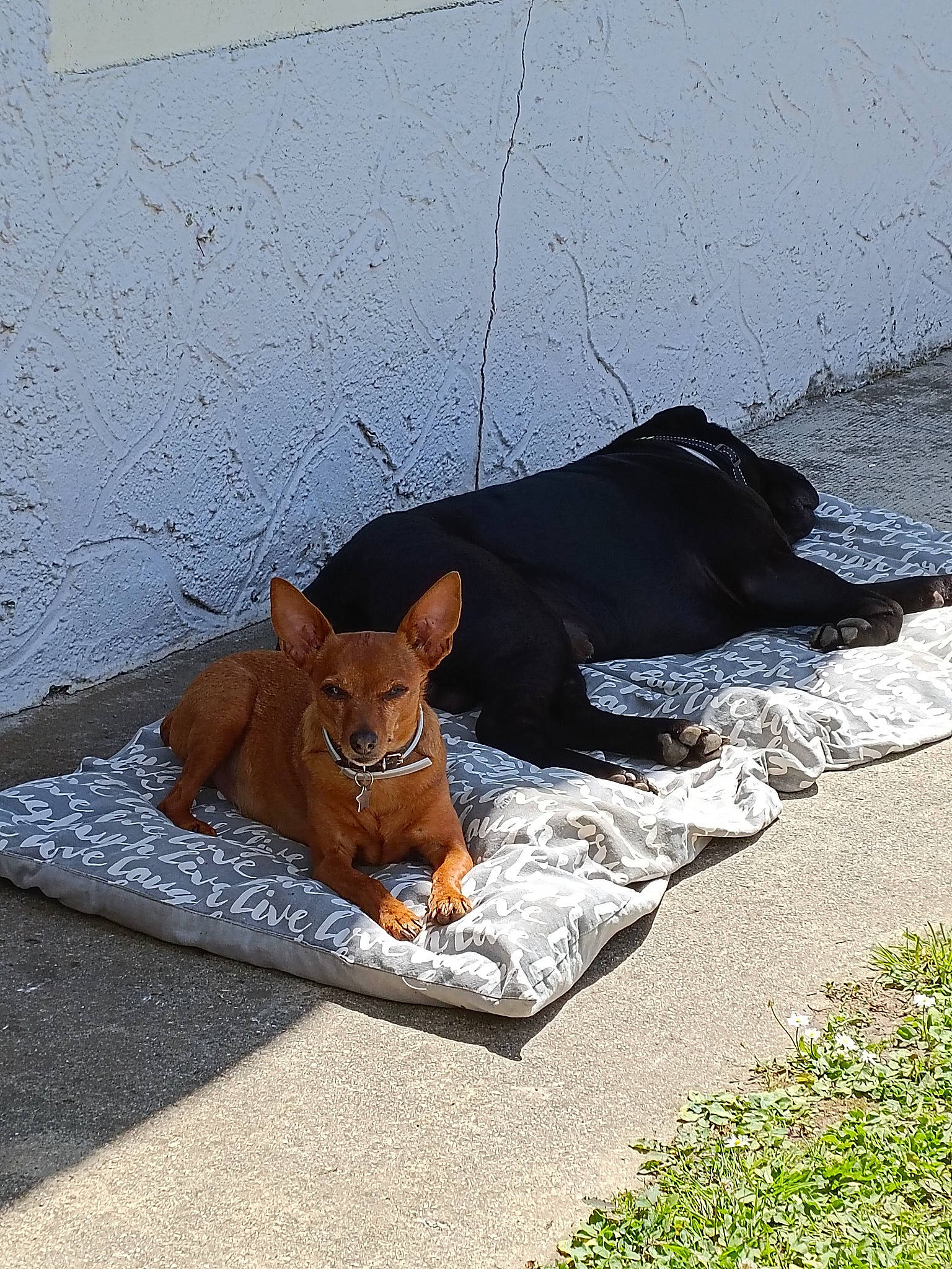 Bouli a rejoint le concours — aidez-le/la à gagner de superbes lots ! asphalt, canidae, carmine, carnivore, companion_dog, concrete, dog, dog_breed, fawn, grass, liver, road_surface, shadow, sidewalk, snout, sporting_group, tail, tints_and_shades, wood, working_animal