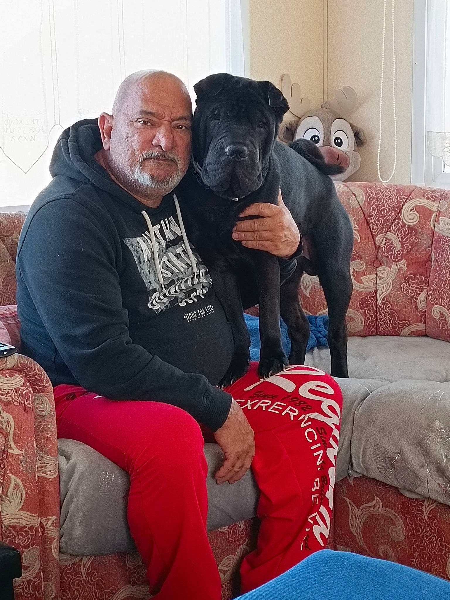 Bouli a rejoint le concours — aidez-le/la à gagner de superbes lots ! canidae, carnivore, comfort, companion_dog, couch, dog, dog_breed, dog_collar, event, fawn, fur, guard_dog, lap, molosser, red, sitting, snout, sporting_group, toy_dog, working_animal