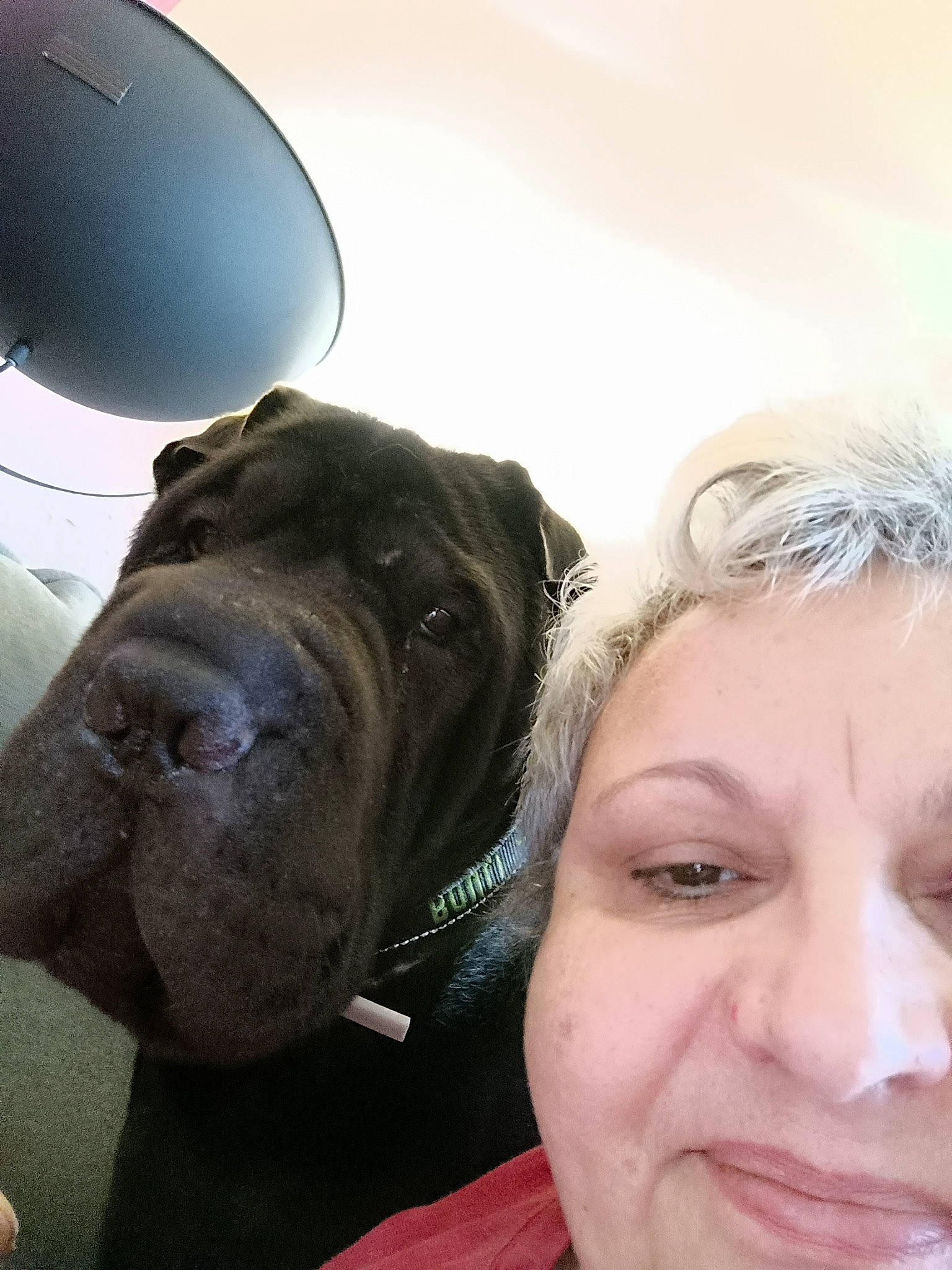 Bouli participe au concours pour gagner de l'argent avec cette photo : canidae, carnivore, collar, companion_dog, dog, dog_breed, dog_collar, eyelash, fawn, fur, giant_dog_breed, guard_dog, happy, selfie, smile, snout, sporting_group, working_animal, working_dog, wrinkle