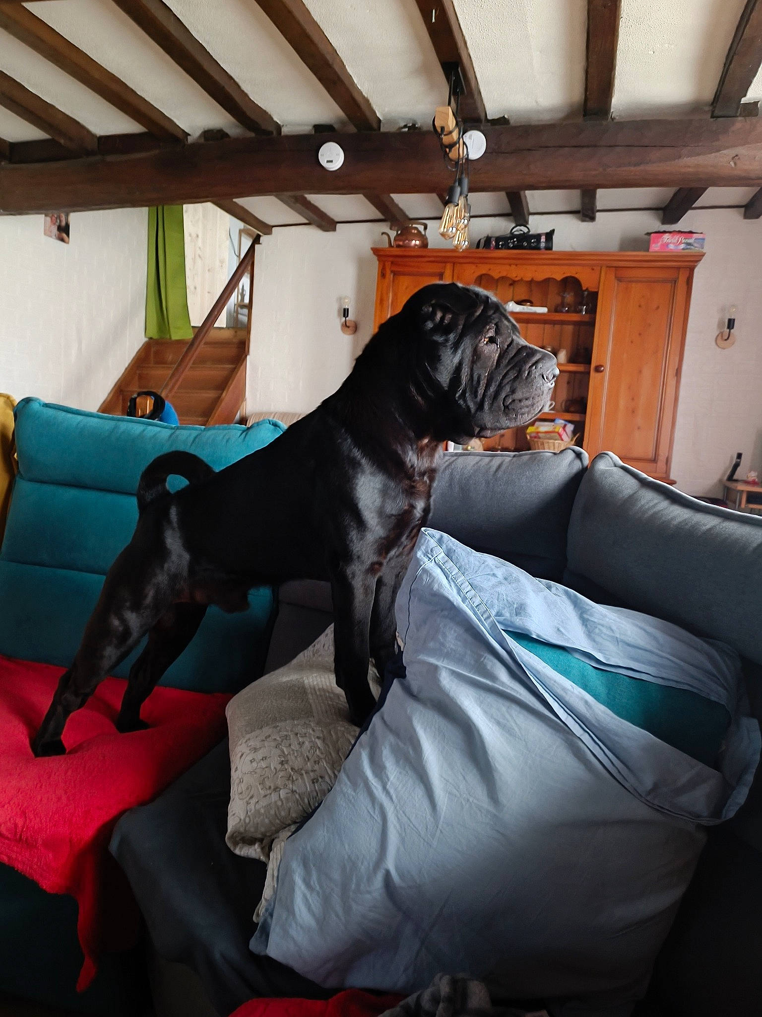 Bouli participe au concours pour gagner de l'argent avec cette photo : canidae, carnivore, comfort, companion_dog, couch, dog, dog_breed, dog_supply, fur, grey, guard_dog, house, liver, pillow, pug, room, sporting_group, studio_couch, wood, working_animal