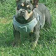 Milo is registered to the contest to win money with this photo: dog, puppy, grass, outdoor, pet, canine, harness, ears, alert, green, nature, animal, young, fur, standing, playful, cute, daylight, mammal, field