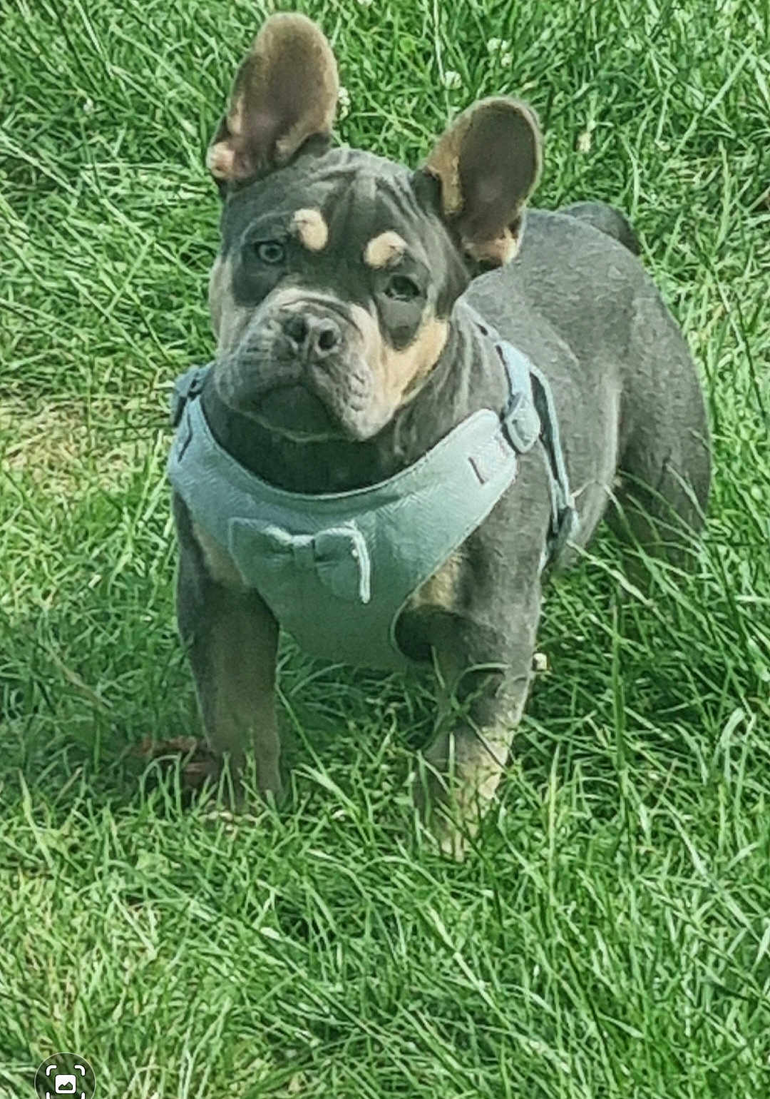 Milo