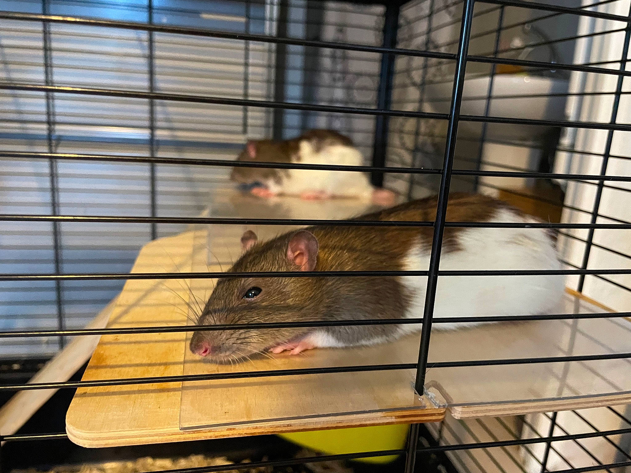 Fallon participe au concours pour gagner de l'argent avec cette photo : animal_shelter, cage, event, fawn, fur, gerbil, hamster, mammal, marsupial, mouse, muridae, muroidea, packrats, pest, pet_supply, rat, rodent, snout, whiskers, white_footed_mice