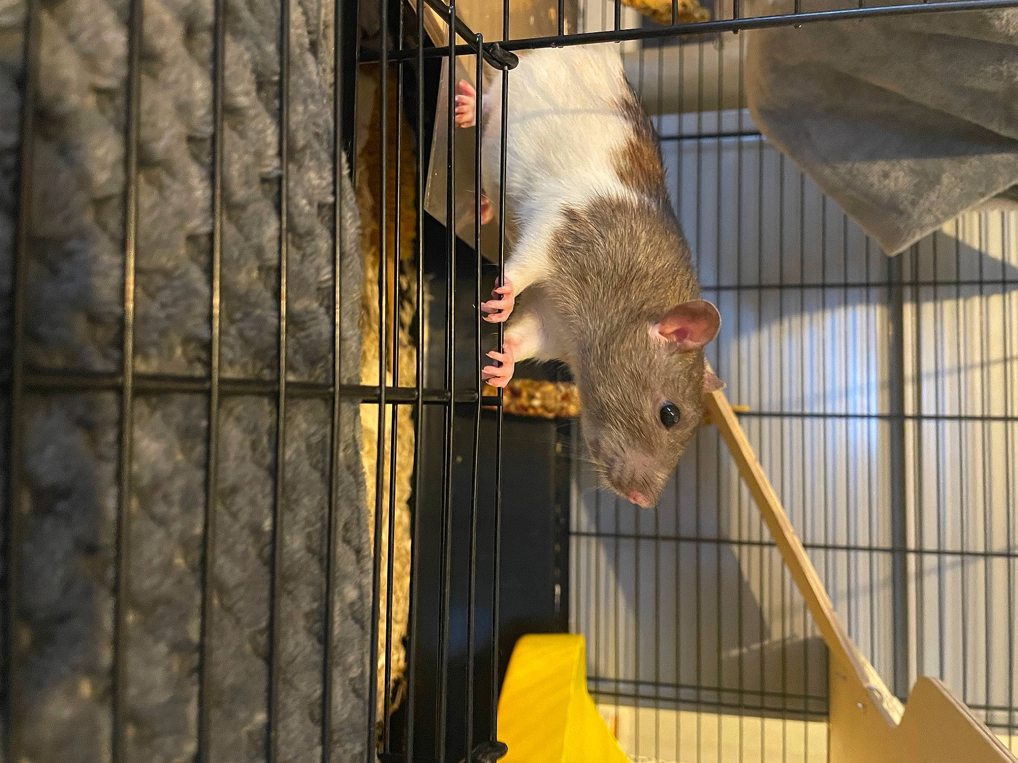 Fallon a rejoint le concours — aidez-le/la à gagner de superbes lots ! animal_shelter, bird_supply, cage, fawn, fence, fur, line, mesh, metal, net, pest, pet_supply, rodent, service, snout, terrestrial_animal, whiskers, wire_fencing, wood, yellow