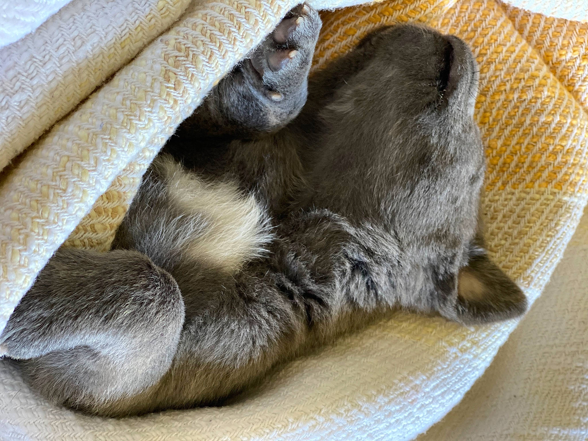 Smoke joined the competition — help win amazing prizes! cat, claw, felidae, fur, paw, russian_blue, small_to_medium_sized_cats, textile