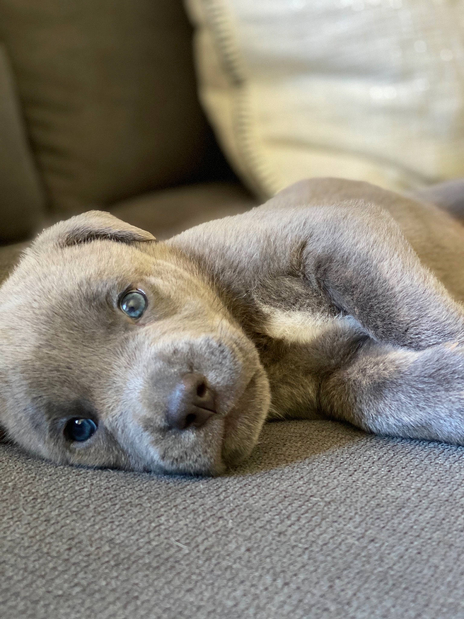 Smoke is registered to the contest to win money with this photo: canidae, carnivore, companion_dog, dog, dog_breed, fawn, fur, labrador_retriever, mammal, nap, nose, puppy, sleep, snout, sporting_group, vertebrate, weimaraner, whiskers