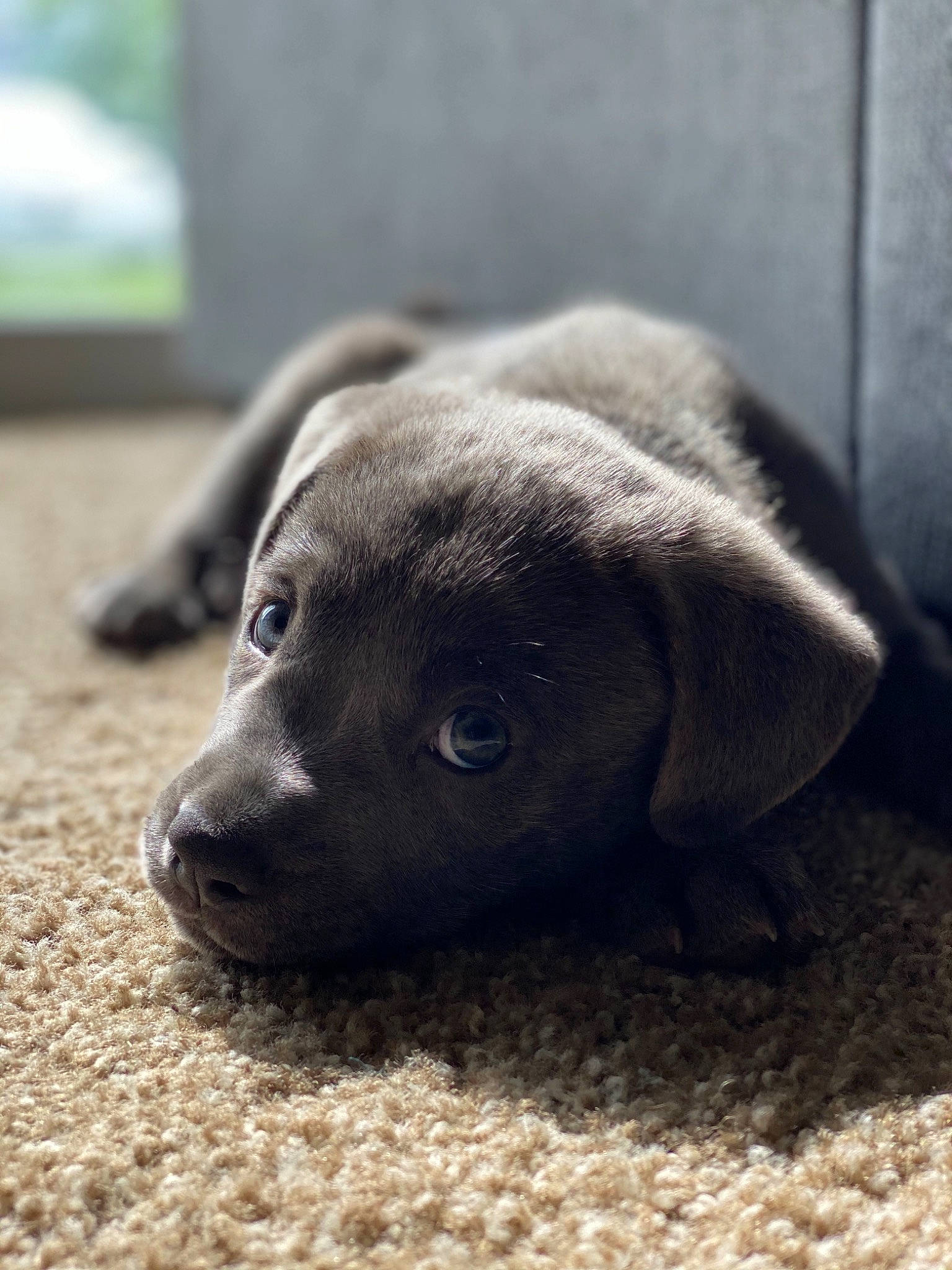 Smoke joined the competition — help win amazing prizes! beagador, blue_lacy, canidae, carnivore, dog, dog_breed, fawn, great_dane, labrador_retriever, mammal, nose, puppy, snout, sporting_group, vertebrate, whiskers