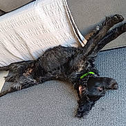 Saiko participe au concours pour gagner de l'argent avec cette photo : dog, black_dog, carpet, couch, blanket, indoor, relaxing, pet, canine, fur, floor, tile_floor, collar, stretching, living_room, home, laying_down, comfortable, domestic_animal, animal