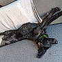dog, black_dog, carpet, couch, blanket, indoor, relaxing, pet, canine, fur, floor, tile_floor, collar, stretching, living_room, home, laying_down, comfortable, domestic_animal, animal