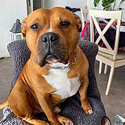 Schadow participe au concours pour gagner de l'argent avec cette photo : blanket, brown_dog, calm, canine, chair, close_up, collar, companion, dog, domestic, floor, furniture, houseplant, indoor, pet, plant, portrait, relaxed, sitting, white_chest