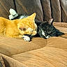 Pudge And Sriracha joined the competition — help win amazing prizes! cat, ginger_cat, black_cat, sleeping, couch, feline, pets, cozy, indoor, resting, animal, cute, whiskers, fur, relaxation, companion, domestic, two_cats, nap, soft