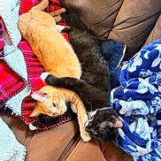 Pudge And Sriracha joined the competition — help win amazing prizes! cat, orange_cat, black_cat, cuddling, blanket, couch, furry, pet, sleeping, cozy, animal, domestic_animal, relaxing, paw, fur, indoors, resting, snuggling, cute, companionship