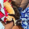 cat, orange_cat, black_cat, cuddling, blanket, couch, furry, pet, sleeping, cozy, animal, domestic_animal, relaxing, paw, fur, indoors, resting, snuggling, cute, companionship