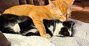 Pudge And Sriracha is registered to the contest to win money with this photo: cat, kitten, orange_cat, black_and_white_cat, tuxedo_cat, pet, animal, feline, couch, blanket, indoor, resting, sleeping, cozy, cute, companion, friendship, grooming, relaxation, domestic
