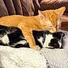 cat, kitten, orange_cat, black_and_white_cat, tuxedo_cat, pet, animal, feline, couch, blanket, indoor, resting, sleeping, cozy, cute, companion, friendship, grooming, relaxation, domestic