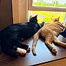 Pudge And Sriracha joined the competition — help win amazing prizes! cat, black_cat, orange_cat, window, table, indoor, sunlight, pets, relaxed, looking_outside, fur, domestic_animal, animal_pair, resting, wood_surface, natural_light, greenery_outside, collar, tail, ears