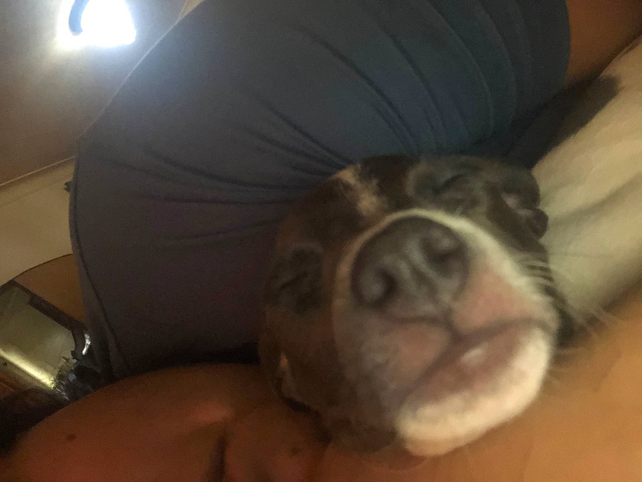 Bella joined the competition — help win amazing prizes! carnivore, cloud, comfort, companion_dog, dog, dog_breed, ear, foot, fur, human_leg, nap, paw, puggle, puppy_love, snout, sporting_group, toy_dog, whiskers, working_animal, wrinkle