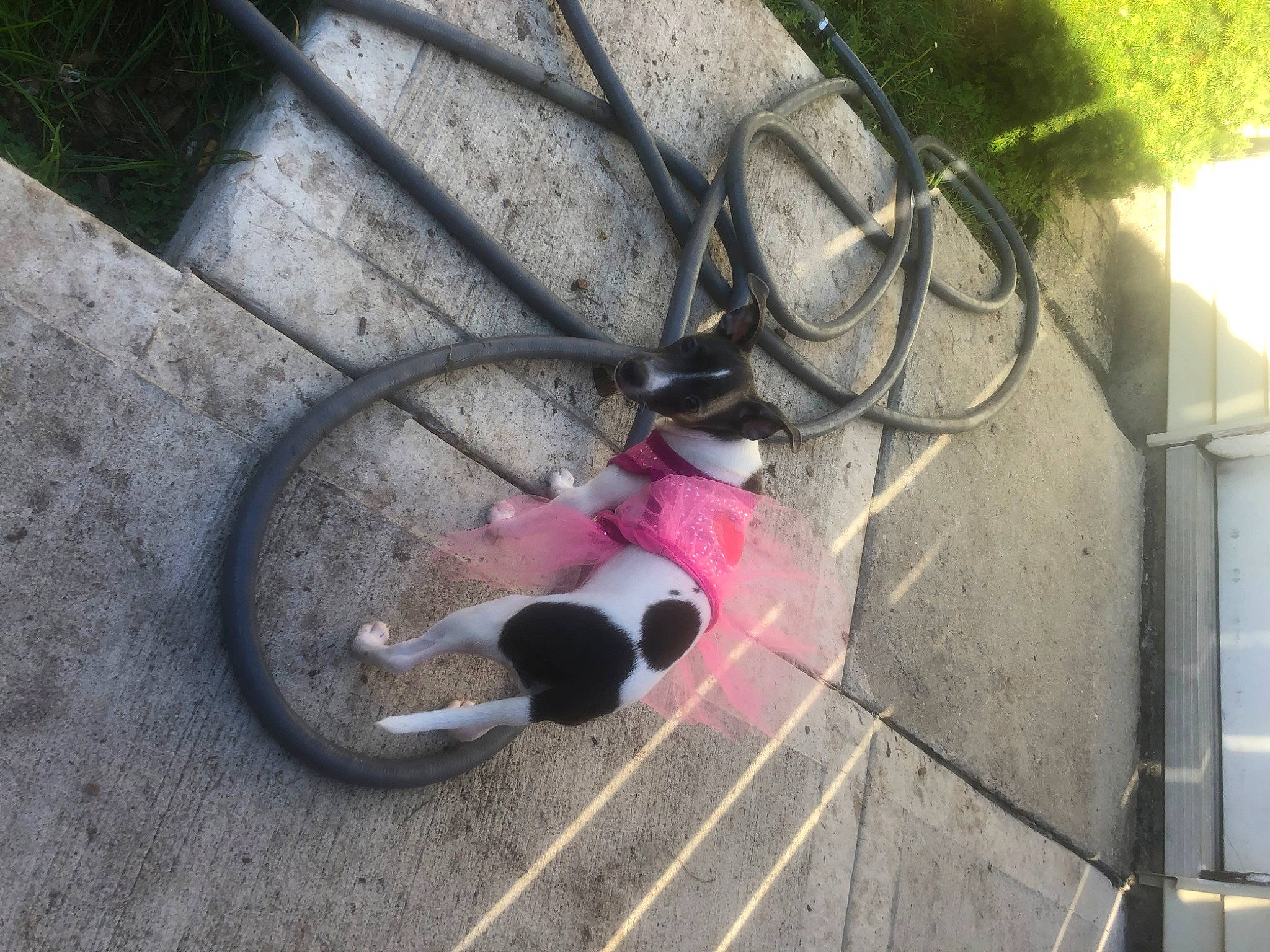 Bella joined the competition — help win amazing prizes! audio_equipment, canidae, carmine, carnivore, collar, companion_dog, dog, dog_breed, fawn, grass, leash, magenta, pet_supply, road_surface, shadow, sidewalk, snout, sporting_group, tail, wire