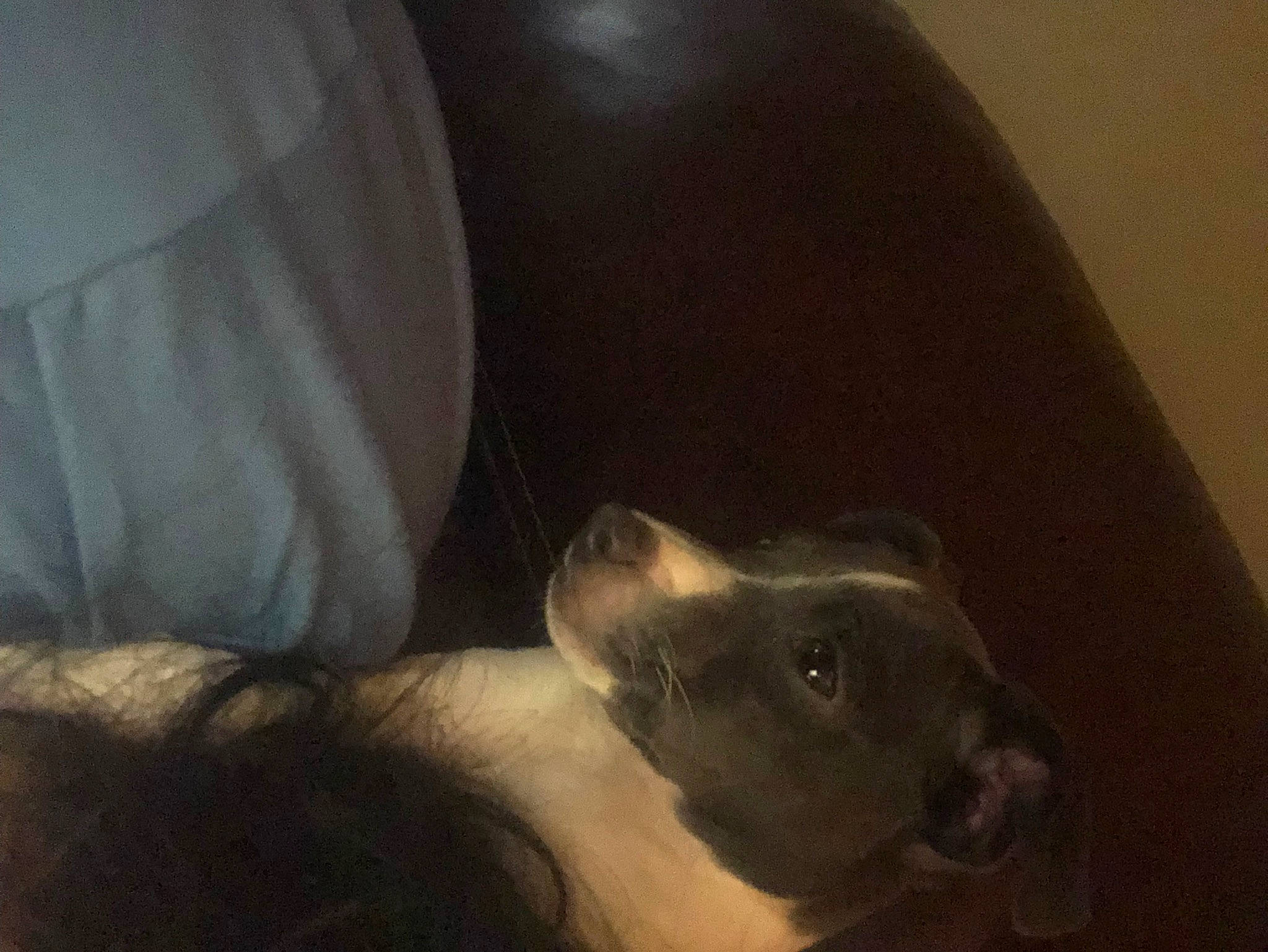 Bella joined the competition — help win amazing prizes! carnivore, comfort, companion_dog, darkness, dog, dog_breed, ear, fawn, felidae, gesture, guard_dog, human_leg, liver, small_to_medium_sized_cats, snout, sporting_group, terrestrial_animal, weimaraner, whiskers, working_animal