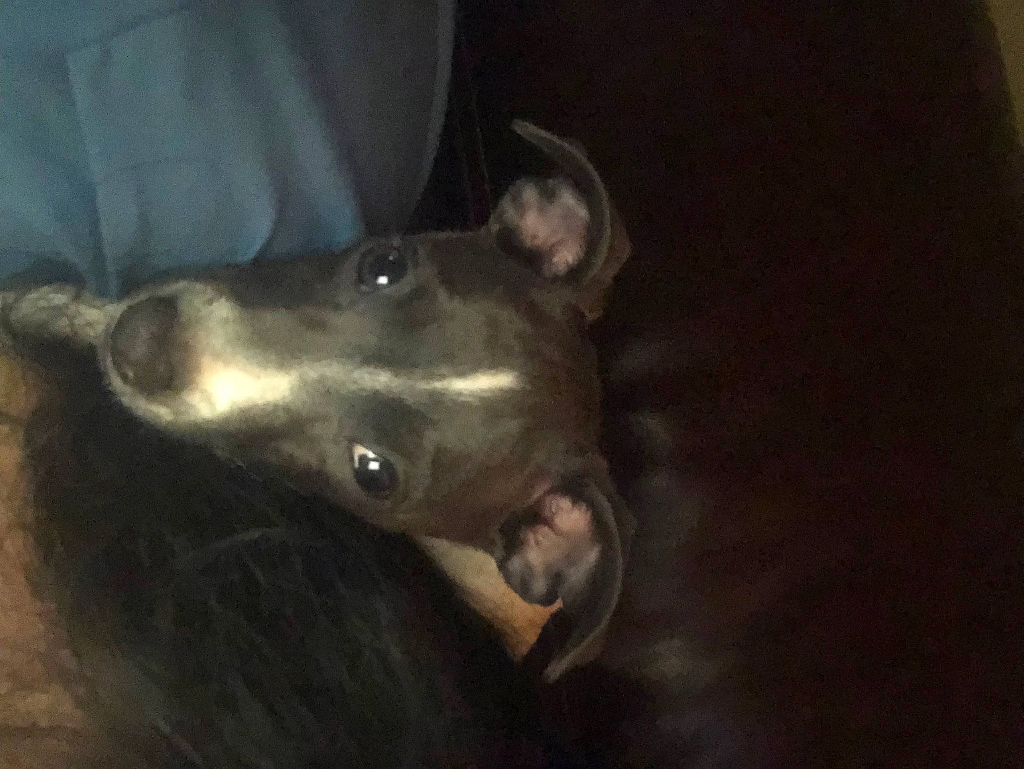 Bella joined the competition — help win amazing prizes! canidae, carnivore, companion_dog, darkness, dog, dog_breed, ear, fur, guard_dog, liver, non_sporting_group, snout, sporting_group, terrestrial_animal, whiskers, working_animal, working_dog