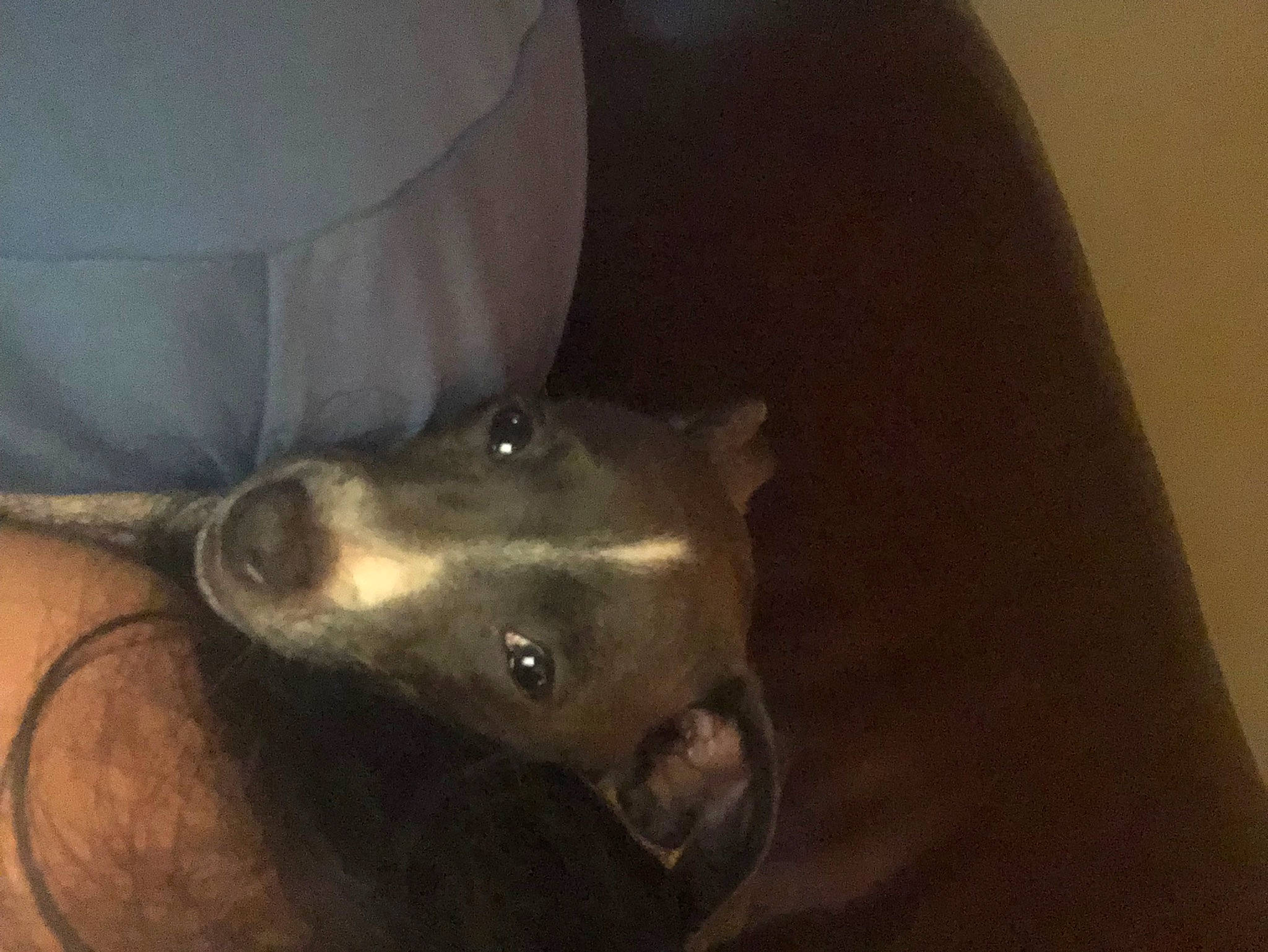 Bella is registered to the contest to win money with this photo: canidae, carnivore, chest, companion_dog, dog, dog_breed, ear, fawn, felidae, fur, guard_dog, jaw, liver, metal, non_sporting_group, sporting_group, terrestrial_animal, whiskers, working_animal