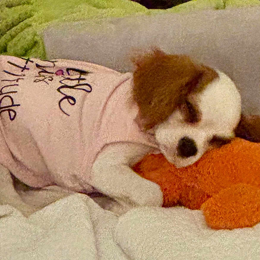 Ellie joined the competition — help win amazing prizes! bed, blanket, brown_and_white, comfort, cozy, cute, dog, fur, indoor, pet, pillow, pink_shirt, plush_toy, puppy, relaxing, resting, sleeping, small_dog, snuggling, soft_texture