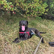 Skoll participe au concours pour gagner de l'argent avec cette photo : animal, backpack, berry_bush, black_dog, branches, dog, foliage, garden, grass, happy, harness, leash, lying_down, nature, outdoors, pet, red_harness, smiling, tongue, woodland