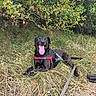 animal, backpack, berry_bush, black_dog, branches, dog, foliage, garden, grass, happy, harness, leash, lying_down, nature, outdoors, pet, red_harness, smiling, tongue, woodland