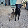 Skoll a rejoint le concours — aidez-le/la à gagner de superbes lots ! animal_portrait, animals, backyard, black_dog, cat, companions, courtyard, dog, domestic_animals, gravel, looking_at_camera, natural_light, outdoor, pets, rural, rustic, standing, tabby_cat, turquoise_door, wooden_door