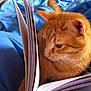 Nibi participe au concours pour gagner de l'argent avec cette photo :