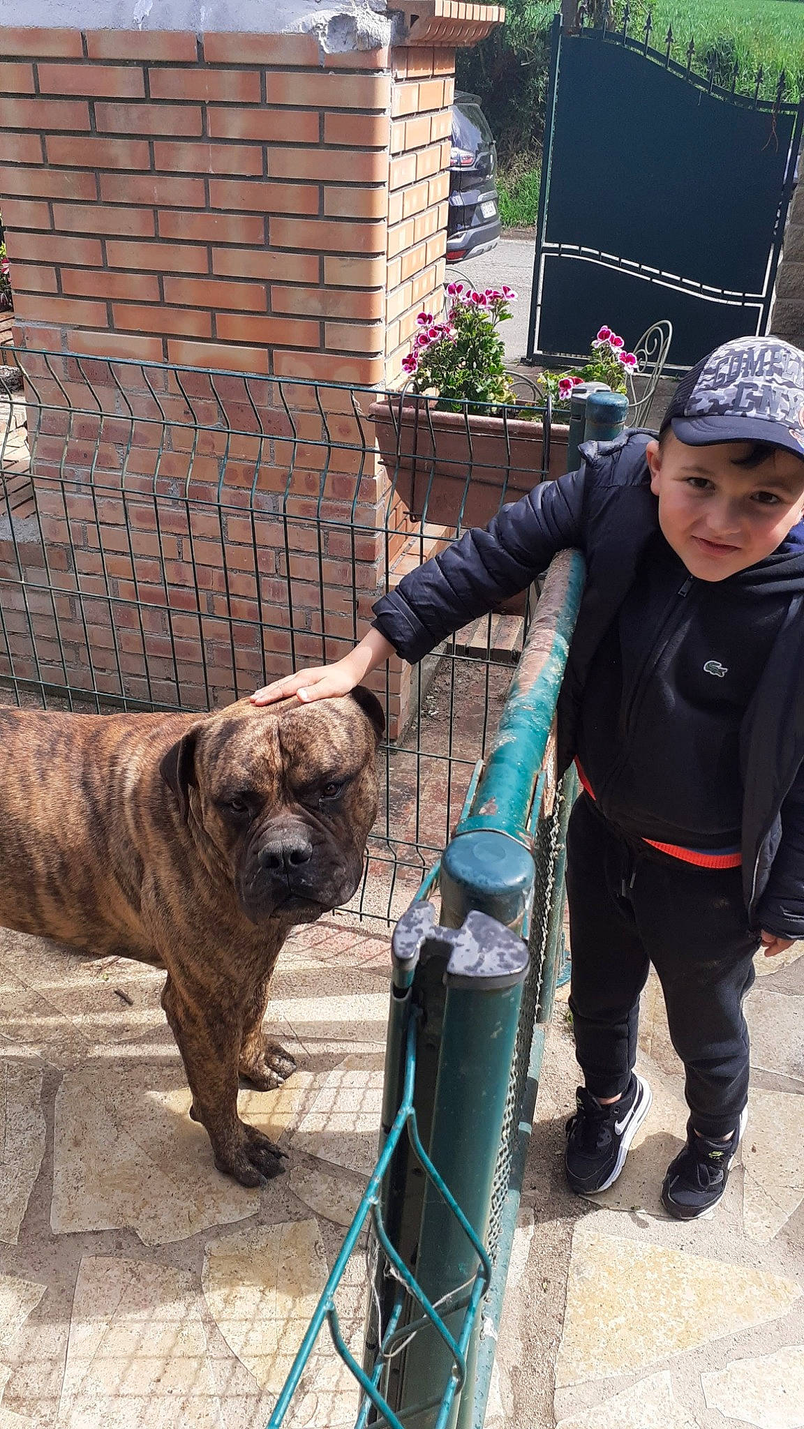 Youness participe au concours pour gagner de l'argent avec cette photo : bag, canidae, carnivore, companion_dog, dog, dog_breed, fawn, flower, headwear, houseplant, leash, luggage_and_bags, person, plant, sidewalk, snout, sporting_group, street, toddler, working_animal