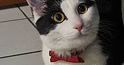 Haru participe au concours pour gagner de l'argent avec cette photo : animal, black_and_white, bow_tie, cat, companion, curious, cute, domestic_cat, ears, feline, floor, household, indoor, looking_up, mammal, pet, portrait, tile, whiskers, yellow_eyes