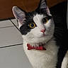 animal, black_and_white, bow_tie, cat, companion, curious, cute, domestic_cat, ears, feline, floor, household, indoor, looking_up, mammal, pet, portrait, tile, whiskers, yellow_eyes