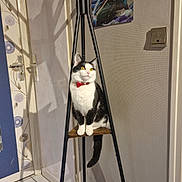 Haru participe au concours pour gagner de l'argent avec cette photo : animal, black_and_white, bow_tie, cat, coat_rack, corner, curious, domestic, door, floor, furniture, indoor, pet, poster, shadow, triangular_shelf, tuxedo_cat, wall, white_floor_tiles, wooden_shelf