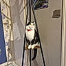 animal, black_and_white, bow_tie, cat, coat_rack, corner, curious, domestic, door, floor, furniture, indoor, pet, poster, shadow, triangular_shelf, tuxedo_cat, wall, white_floor_tiles, wooden_shelf