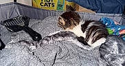 Lucky is registered to the contest to win money with this photo: animal, blanket, box, cat, colorful, cozy, enclosure, feline, fur, gray, indoor, kitten, litter_scoop, mesh, pet, product, resting, small, soft, towel