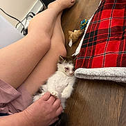Lucky joined the competition — help win amazing prizes! animal, blanket, cat, cozy, cute, domestic, furry, hand, indoor, kitten, legs, person, pet, plaid, red, resting, sleepy, small, toy, wooden_floor