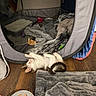 Lucky joined the competition — help win amazing prizes! animal, blanket, cat, cozy, domestic, feline, floor, food, fur, indoor, kitten, litter_box, pet_tent, pink_ears, plate, resting, sleeping, small, toy, wood_floor