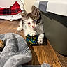 Lucky is registered to the contest to win money with this photo: animal, blanket, cat, cozy, curious, cute, domestic, feline, floor, fur, indoor, kitten, paw, pet, pet_carrier, playing, small_animal, toy, wooden_floor, young