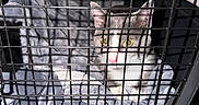 Willow Grey joined the competition — help win amazing prizes! animal, blanket, cage, cat, close_up, confined, cozy, curious, domestic_animal, feline, gray_cat, indoor, looking, metal_bars, pet, pet_carrier, resting, soft_texture, white_cat, yellow_eyes