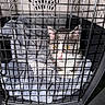 animal, blanket, cage, cat, close_up, confined, cozy, curious, domestic_animal, feline, gray_cat, indoor, looking, metal_bars, pet, pet_carrier, resting, soft_texture, white_cat, yellow_eyes