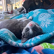 Willow Grey joined the competition — help win amazing prizes! animal, bed, blanket, cat, colorful, cozy, curious, domestic, fan, fur, furniture, household, indoor, nap, pet, relaxed, resting, sleeping, soft, window