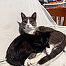Willow Grey is registered to the contest to win money with this photo: animal, black_cat, cat, companionship, curled_up, cute, domestic_cat, ears, feline, gray_cat, indoor, pets, relaxed, resting, sleeping_cat, snuggling, soft_texture, tail, whiskers, white_background