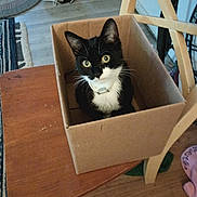 Crybaby joined the competition — help win amazing prizes! black_and_white_cat, box, cardboard_box, cat, chair, collar, cozy, curious, domestic_cat, feline, floor, home, indoor, pet, rug, shoes, sitting, wide_eyes, wooden_chair, wooden_table