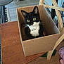 black_and_white_cat, box, cardboard_box, cat, chair, collar, cozy, curious, domestic_cat, feline, floor, home, indoor, pet, rug, shoes, sitting, wide_eyes, wooden_chair, wooden_table