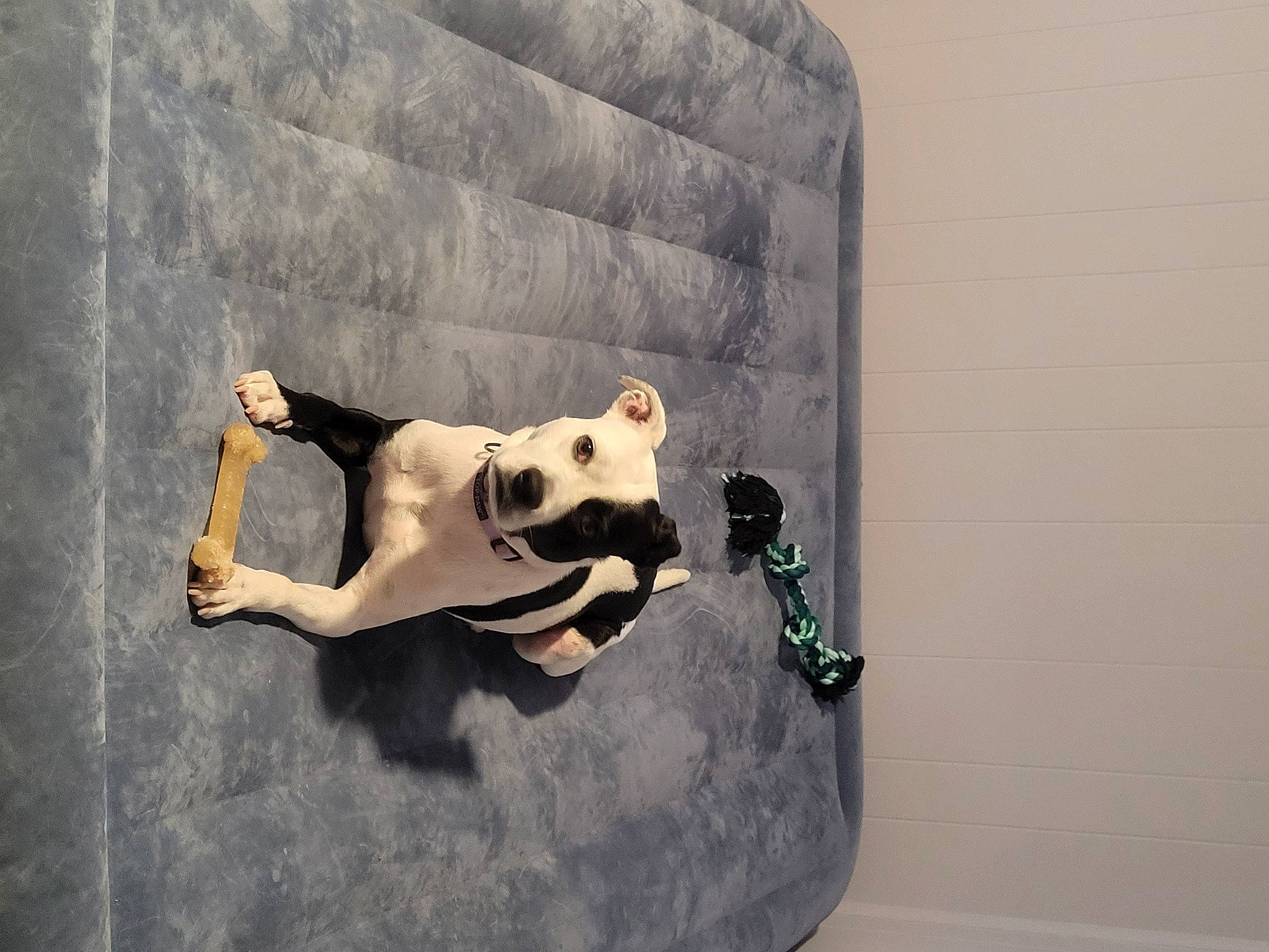 Maisy joined the competition — help win amazing prizes! art, bone, canidae, dress, fawn, flooring, human_leg, illustration, knee, non_sporting_group, plaster, room, sculpture, shadow, sitting, sporting_group, still_life_photography, tail, visual_arts, wood